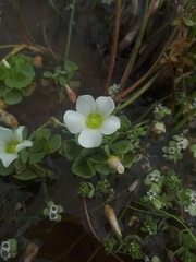 Oxalis natans