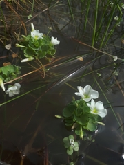 Oxalis natans