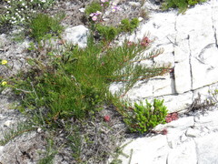 Serruria decumbens