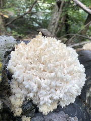 Hericium americanum