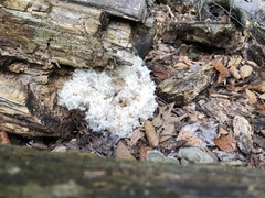 Hericium americanum