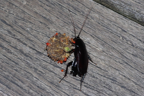 Urushi Cockroach photo 4
