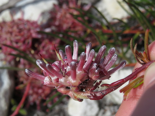 Image of Peninsula Spiderhead (Serruria decumbens) by (c) Jeremy Gilmore, some rights reserved (CC BY)