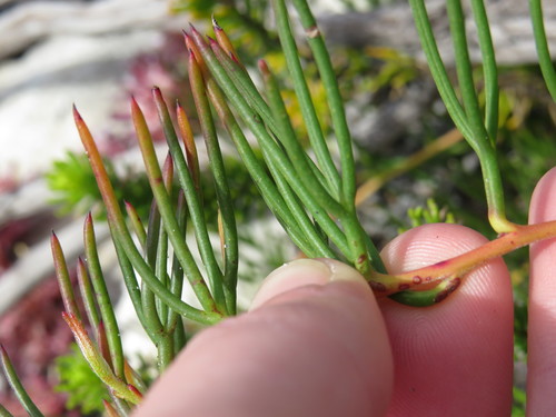 Image of Serruria decumbens by (c) Jeremy Gilmore, some rights reserved (CC BY)