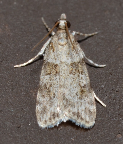 Double-striped Scoparia