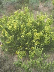 Leucadendron stellare