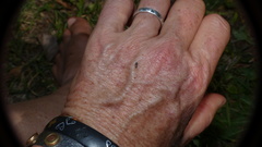 Oxycarenus