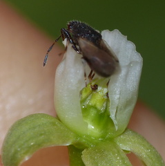 Oxycarenus