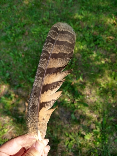 View observation of {o.common_name} on iNaturalist