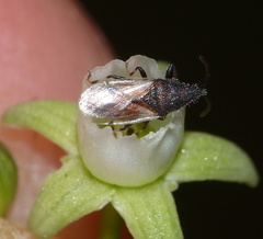 Oxycarenus