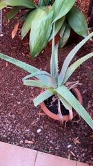 Aloe vera