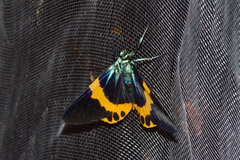 Milionia zonea pryeri