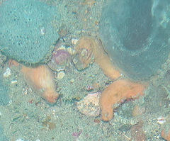 Cnemidocarpa bicornuta