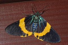 Milionia zonea pryeri