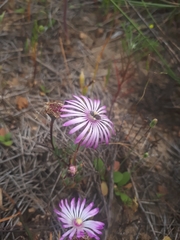 Lampranthus filicaulis