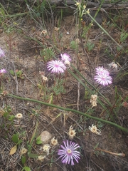 Lampranthus filicaulis