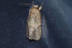 Spodoptera pecten
