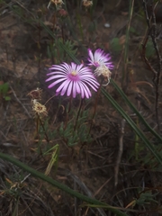 Lampranthus filicaulis