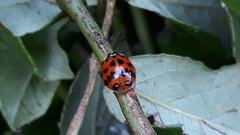 Harmonia axyridis