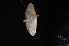 Orthopygia repetita