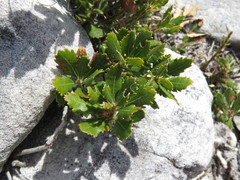 Morella diversifolia