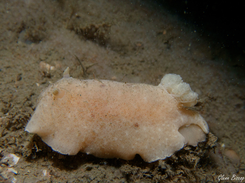 Velvet Dorid, Zeelandbrug, Zierikzee, Netherlands, photo 8 of 10