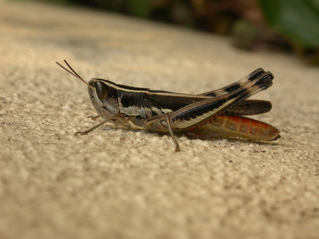 Inland Macrotona