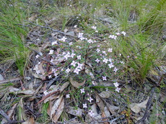 Boronia edwardsii