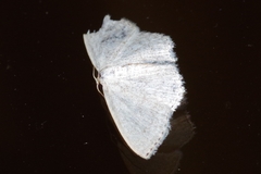 Scopula coniaria
