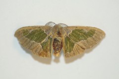 Celenna festivaria