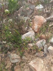 Ruschia diversifolia