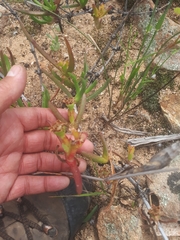 Ruschia diversifolia