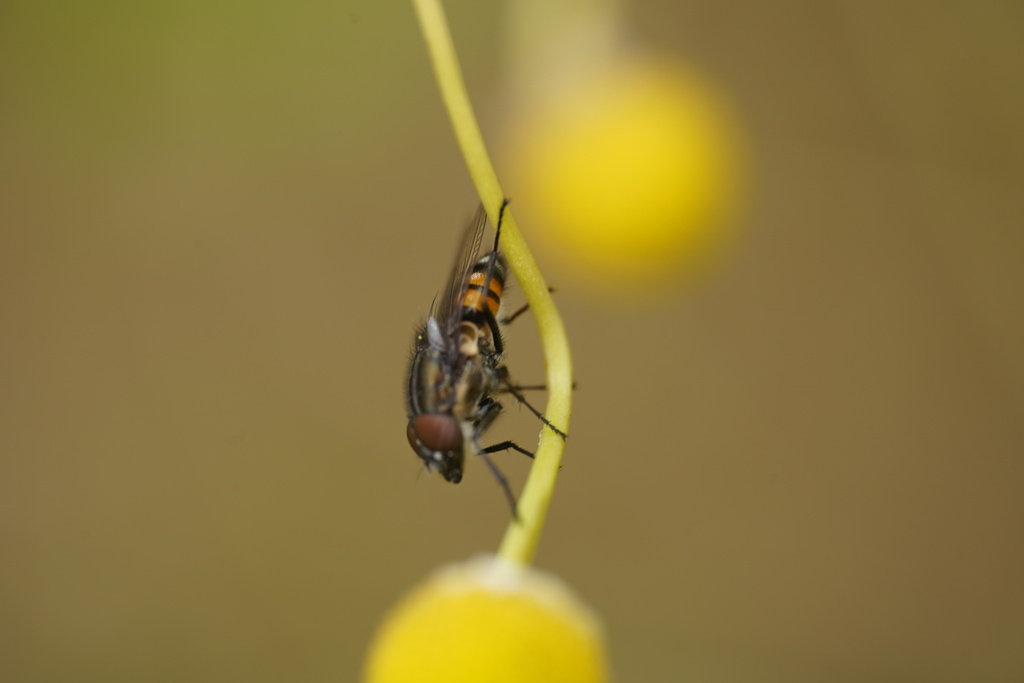 Striped fly (Stomorhina lunata) on the stalk of a yellow composite flower, with a diffuse beige background