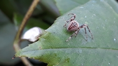 Araneus diadematus