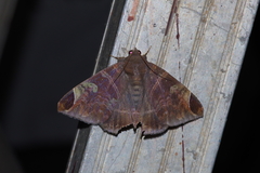 Pindara illibata
