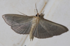 Glauconoe deductalis