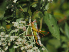 Orchelimum pulchellum