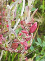 Manochlamys albicans