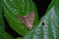 Amyna axis