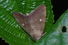 Amyna axis