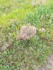 Manochlamys albicans