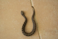 Crotalus ravus
