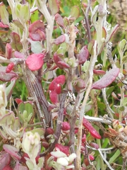 Manochlamys albicans