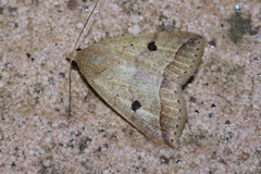 Bocula caradrinoides