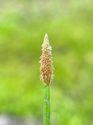 Eleocharis montana observed 2025-06-10