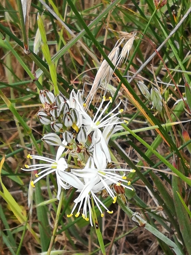 Image of Chlorophytum triflorum by (c) Noeleen du Toit, some rights reserved (CC BY-SA)