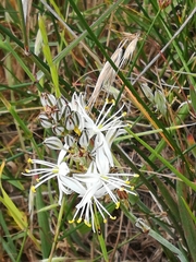 Chlorophytum triflorum