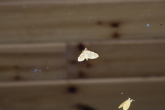 Conogethes punctiferalis