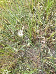 Chlorophytum triflorum