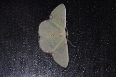 Comibaena procumbaria